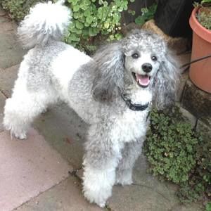 Meet your Posher, Carol